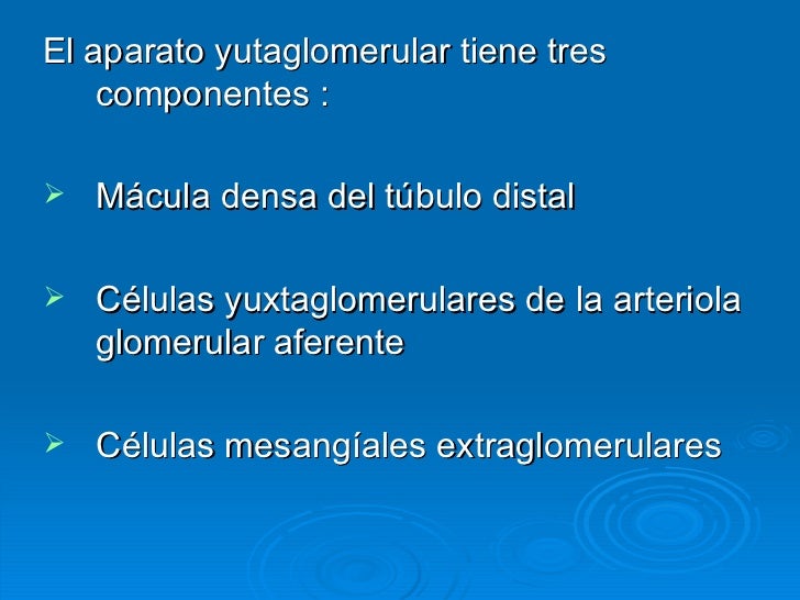 componentes del aparato yuxtaglomerular